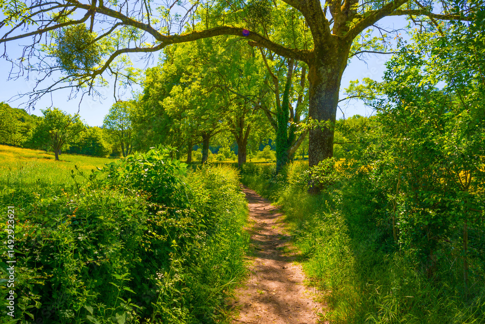 Yellow wildflowers in a green rolling landscape in bright sunlight in springtime, Voeren, Limburg, Flanders, Belgium, May 17, 2025 Yellow wildflowers in a green rolling landscape in bright sunlight in springtime, Voeren, Limburg, Flanders, Belgium, May 17, 2025