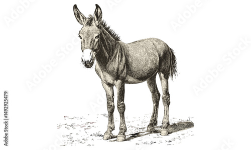 Donkey Standing Still, Hand-drawn Illustration, Old Engraving Style, Rustic Farm Animal, Vintage Sketch Art, Antique Wall Print, Countryside Animal Decor, retro farmhouse wall art