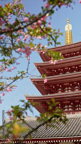 Close up of cherry blossoms with the Senso-ji temple in Asakusa, Tokyo, Japan in the background. Vertical