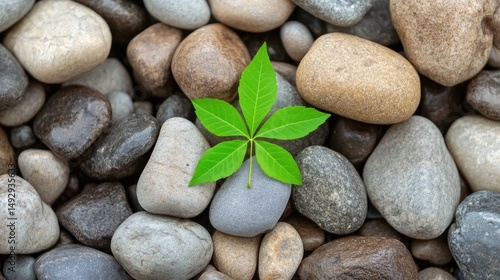 Wallpaper Mural Nature background green leaf on stones Torontodigital.ca