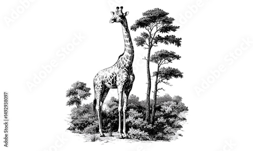 Engraved Giraffe with Tall Trees, Vintage Safari Art, Rustic Nature Illustration, Hand-drawn Wildlife, Old Engraving Look, Black Sketch Effect