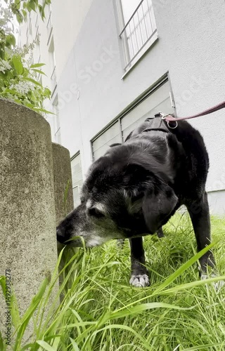 black big dog eats green grass on the lawn