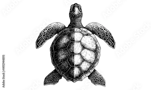 Engraved Turtle in Ocean, Vintage Marine Art, Black Sketch, Coastal Wildlife Design, Hand-drawn Illustration, Ocean Wall Decor, Old Engraving Style, Turtle Art Print