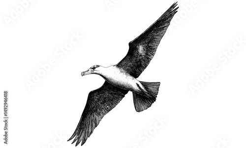 Albatross Flying Vintage Illustration, Black Line Bird Drawing, Rustic Ocean Etching, Wildlife Art Print, Monochrome Coastal Bird Sketch, retro nautical artwork,