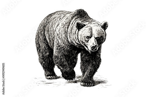 Old Etching Style Bear Illustration, Vintage Mammal Line Art, Black Forest Animal Sketch, Hand-drawn Rustic Wildlife, Monochrome Engraved Nature Print, woodland animal wall art,
