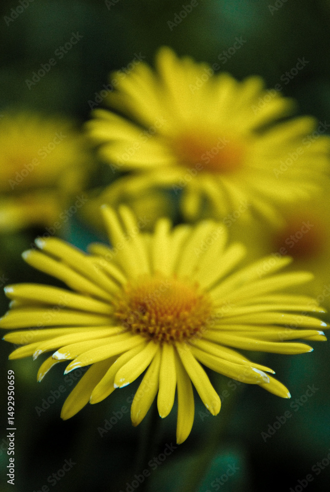 Obraz premium yellow flower in the garden