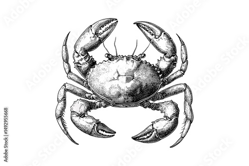 Vintage Crab Sketch, Rustic Ocean Etching, Monochrome Sea Life Print, Hand-drawn Crustacean Illustration, Old Engraving Style Artwork, nautical wall art, marine biology decor,