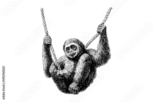 Engraving of Gibbon Swinging, Vintage Primate Line Art, Hand-drawn Nature Illustration, Monochrome Animal Etching, Rustic Fauna Print,