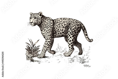 Rustic Leopard Artwork, Vintage Wild Cat Sketch, Safari Line Drawing, Hand-Drawn Animal Illustration, Black and White Jungle Art, African wildlife wall print, home interior decor,