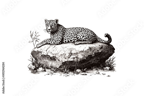 Hand-drawn Leopard Illustration, Vintage Safari Etching, Black Ink Animal Sketch, Rustic Nature Wall Art, Monochrome Fauna Design, Old Wild Cat Engraving, exotic jungle decor,