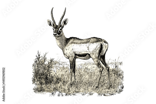 Engraving of Pronghorn Antelope in Grassland, Monochrome Animal Art, Vintage Wildlife Print, Retro Fauna Sketch, Rustic Nature Illustration, Detailed Mammal Drawing