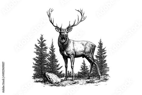 Vintage Engraving of Proud Stag in Forest, Retro Wildlife Etching, Detailed Mammal Line Art, Rustic Fauna Drawing, Antique Animal Print, Black Sketch, Trendy Wildlife Art