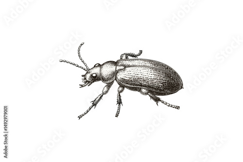 Weevil Insect Hand-drawn Sketch Side View, Vintage Monochrome Etching, Antique Natural History Artwork, Trendy Entomology Illustration, Detailed Insect Print