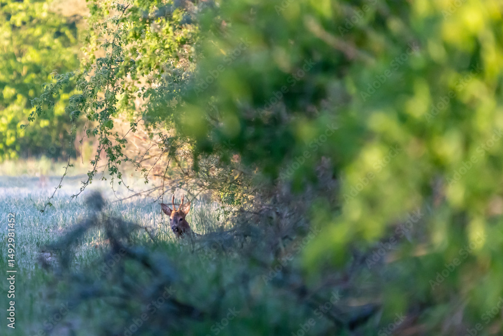Fototapeta premium Ein Rehbock in der Wildnis