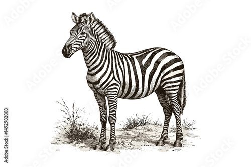 Hand-drawn Zebra in Profile, Vintage Wildlife Sketch, Monochrome Safari Animal Etching, Retro African Fauna Drawing, Antique engraving style, classic natural history art