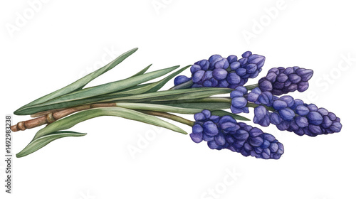 Botanical illustration of a grape hyacinth bouquet in PNG transparent background