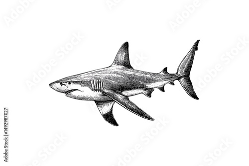 Vintage Hammerhead Shark Drawing, Marine Biology Etching, Aquatic Animal Wall Decor, Old Engraving Style Art, Ocean Wildlife Print, Hand-drawn Monochrome Sea Poster