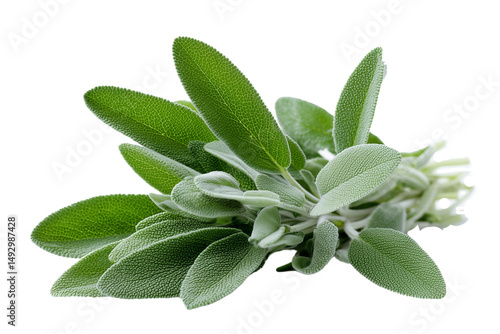A set of sage plants with fanned out symmetrical branches and soft highlights isolated on a transparent background
