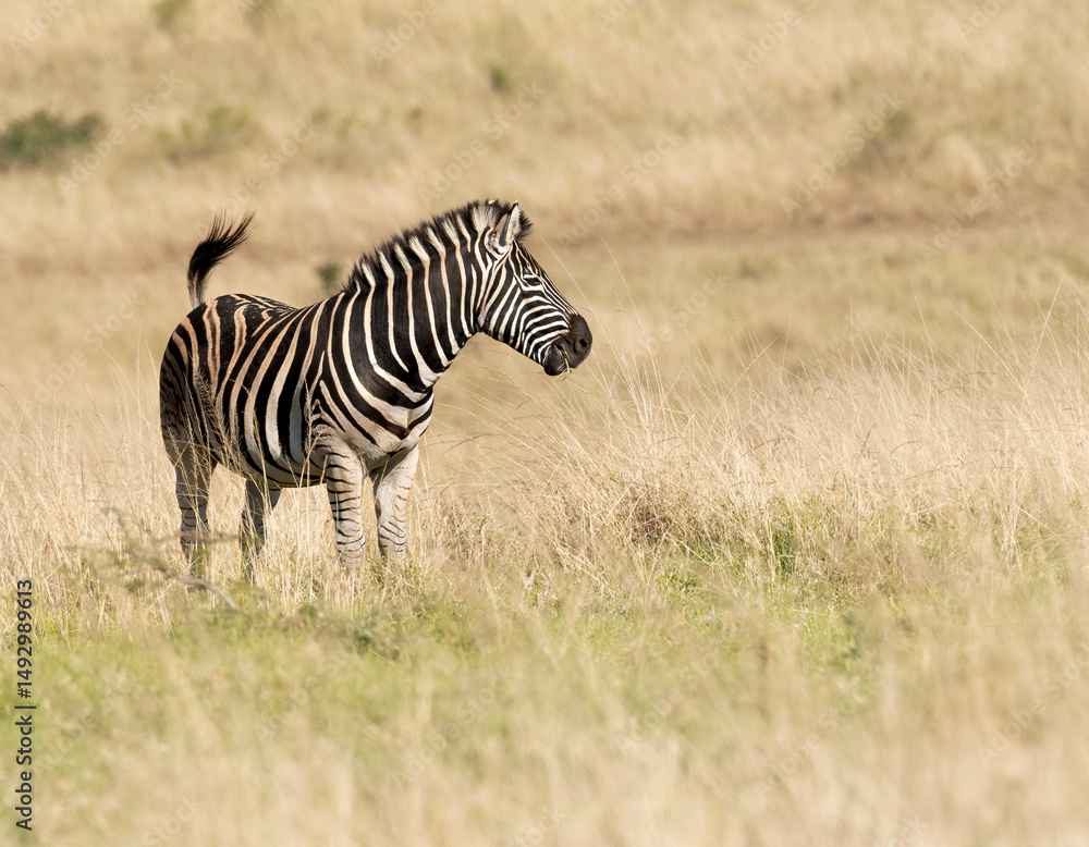 Obraz premium cebra pastando