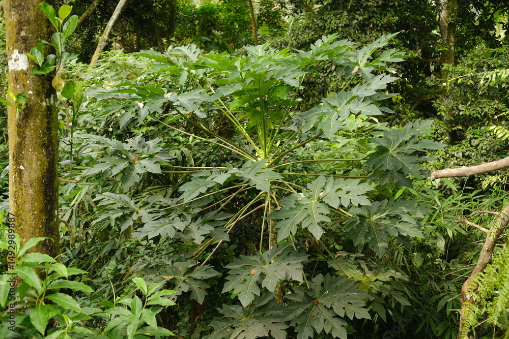 Fototapeta premium Large Green Papaya Leaves Growing on a Tree