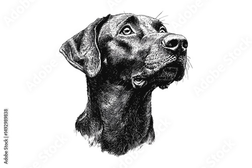 Hand-drawn Dog Portrait in Vintage Engraving Style, Rustic Animal Sketch, Detailed Line Art, Wildlife Wall Art, Black Sketch Drawing, Antique Style, Classic Pet Illustration