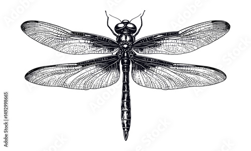 Hand-drawn vintage dragonfly engraving, monochrome etching style, insect sketch on branch, floral decor print, spring garden illustration, old engraving style, nature art, botanical