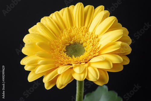 Bright yellow gerbera daisy blooms vibrantly against a contrasting black background in a striking display, Bright yellow gerbera daisy against black background