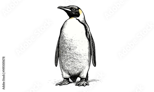 Retro Emperor Penguin Illustration, Vintage Hand-drawn Wildlife Etching, Cold Region Animal Engraving, Monochrome Nature Art Sketch, antique animal drawing, wildlife line art,