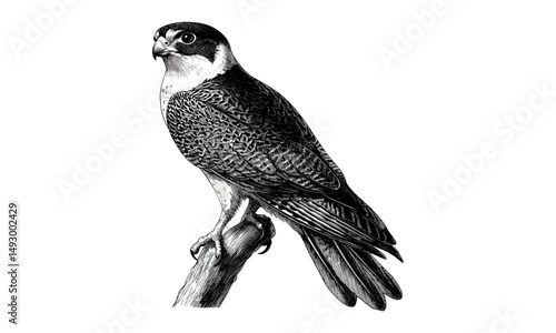 Hand-drawn falcon perched, monochrome bird of prey line art, vintage rustic animal illustration, detailed wildlife etching, old engraving style, nature art for decor, retro print