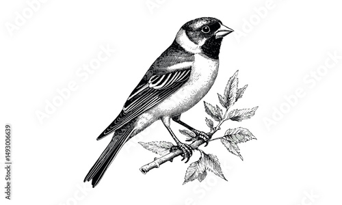 Goldfinch perched on branch, vintage bird sketch, hand-drawn engraving, black linework, monochrome etching, ornithology illustration, old engraving style, detailed bird art, wildlife sketch