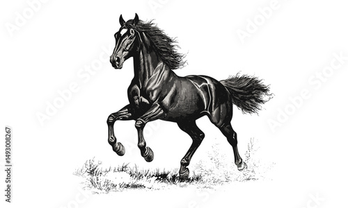 Horse galloping engraving, vintage wildlife etching, rustic animal sketch, monochrome equine line art, detailed nature illustration, retro fauna drawing, old engraving style, trendy natural art,