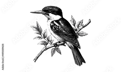 Vintage Kingfisher on Branch, Hand-Drawn Bird Illustration, Old Engraving Style, Monochrome Wildlife Etching, Nature Wall Art, Black Sketch Print, rustic bird artwork