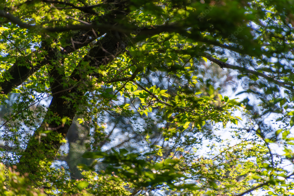 Obraz premium 木漏れ日が差し込むイロハモミジの若葉