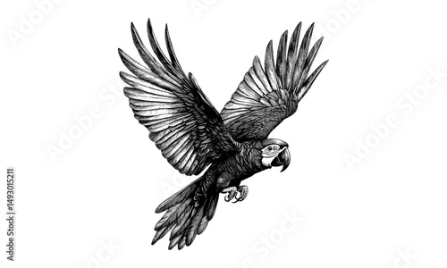 Macaw parrot flying vintage engraving, hand-drawn tropical bird illustration, monochrome sketch, exotic wildlife decor, vintage bird art, trendy animal print for nature lovers