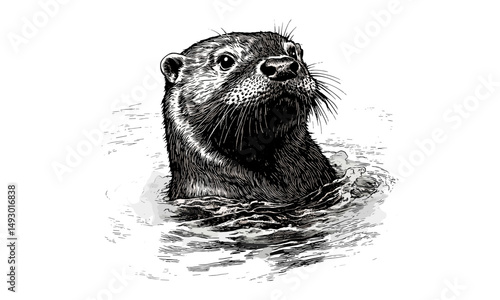 Vintage Otter Swimming Engraving, Hand-drawn Monochrome Sketch, Aquatic Mammal Illustration, River Wildlife Decor, Old Style Etching, Nature Art Print, Animal Drawing