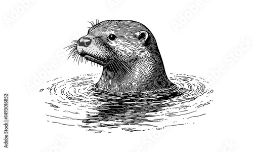 Otter Swimming Vintage Engraving, Hand-drawn Monochrome Etching, Aquatic Mammal Illustration, River Wildlife Art, Old Style Sketch, Nature Decor, Trendy Animal Drawing