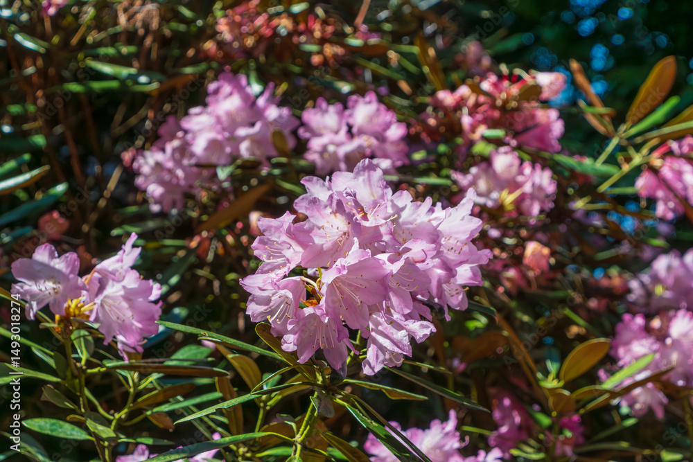 Fototapeta premium 朝陽を浴びるピンクのシャクナゲの花束