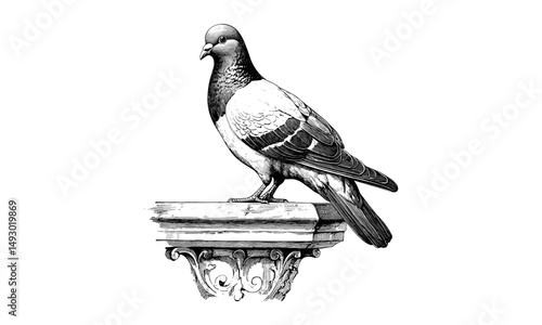 Vintage wildlife etching, black and white pigeon sketch on railing, hand-drawn urban bird illustration, trendy monochrome engraving, rustic city nature artwork