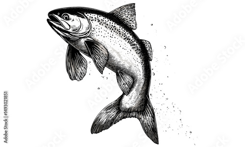 Monochrome vintage engraving, rainbow trout freshwater fish mid-leap, hand-drawn wildlife design, old style sketch, river life illustration, trendy natural history art, classic fishing scene