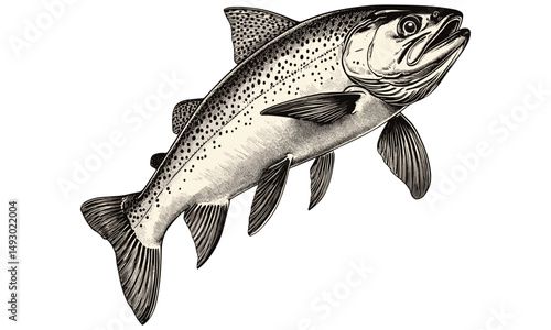 Rainbow trout mid-leap vintage engraving, hand-drawn monochrome freshwater fish illustration, old style wildlife design, river life sketch, trendy fishing art, classic aquatic natural history