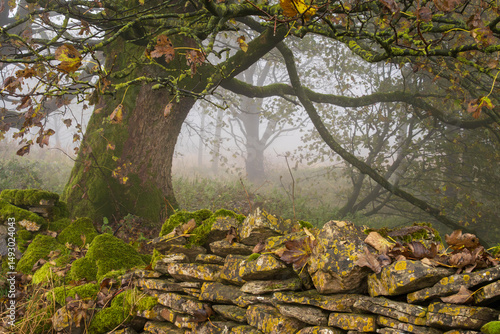 Autumnal Tree and Drystone Wall, North Yorkshire