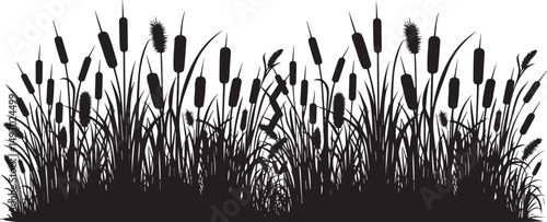 Silhouette of cattails and reeds. Wild grass on the river bank. Swamp coastal plants.