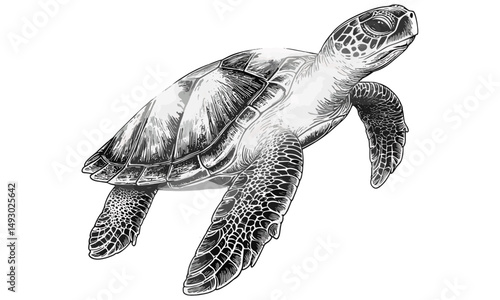 Sea Turtle Vintage Engraving, Antique Marine Life Sketch, Monochrome Hand-drawn Ocean Creature, Retro reptile drawing, Old engraving style, ocean fauna art, natural history illustration