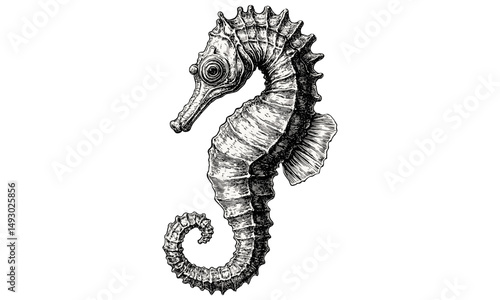 Vintage Hand-drawn Engraving of Seahorse Swimming, Monochrome Marine Line Art, Nautical Wildlife Illustration, Rustic Ocean Life Etching, Black Sketch, Nature Print