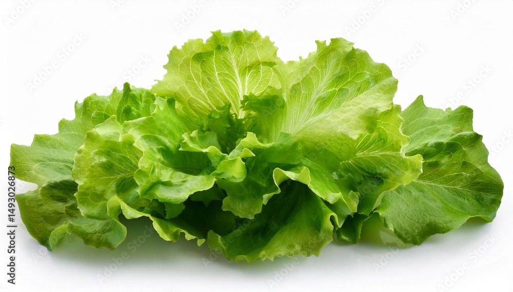 fresh green oak lettuce salad leaves isolated on white background fresh green oak lettuce salad leaves isolated on white background