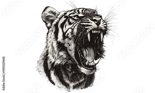 Vintage hand-drawn engraving of roaring tiger, monochrome big cat etching, jungle wildlife art, black sketch illustration, old engraving style, exotic animal decor prints