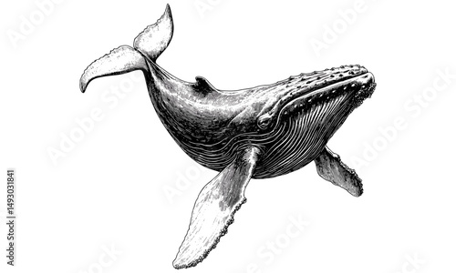 Vintage Whale Engraving in Monochrome, Hand-Drawn Ocean Animal Illustration, Old Etching Sketch for Nautical Decor, Marine Wildlife Print, antique ocean wall art, coastal style,