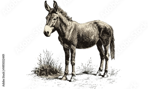Wild donkey vintage engraving, hand-drawn desert mammal sketch, retro monochrome wildlife illustration, rustic decor art, old engraving style, trendy nature print