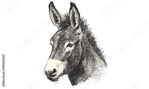 Rustic wild donkey sketch, vintage desert animal engraving, monochrome hand-drawn illustration, retro wildlife art, old style engraving, trendy rustic decor, wildlife print design