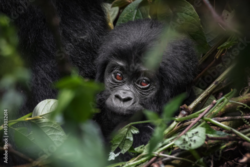 Mountain Gorilla baby